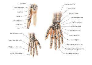 Main bones of the upper extremity (English)