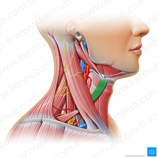 Superior belly of omohyoid muscle (#11169)