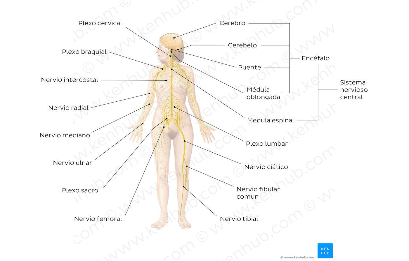 Nervous system (Spanish)