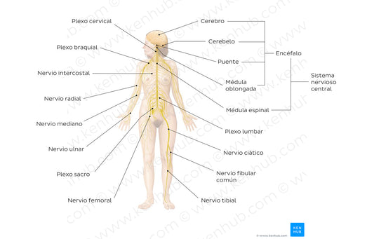 Nervous system (Spanish)