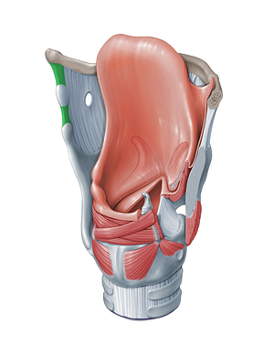 Lateral thyrohyoid ligament (#18435)