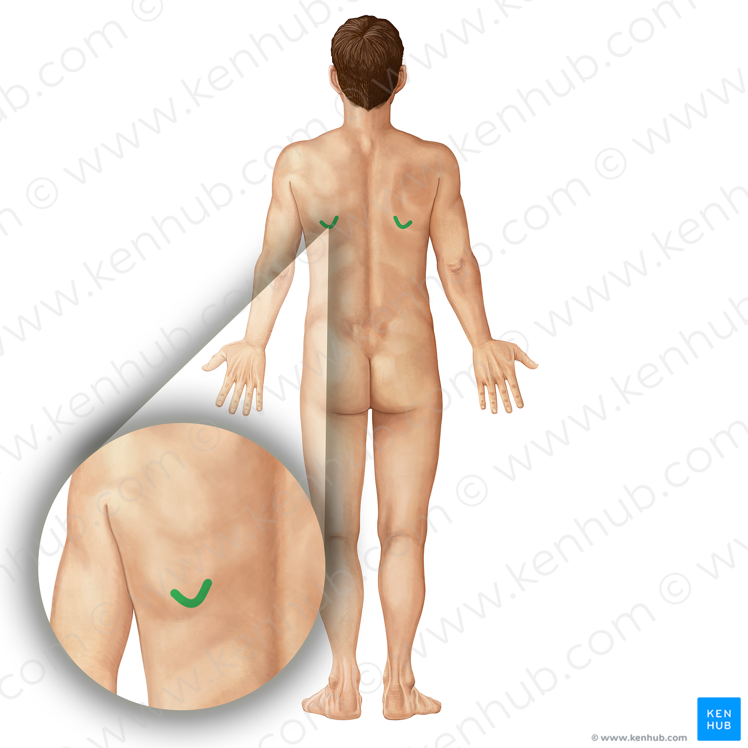 Inferior angle of scapula (#19805)