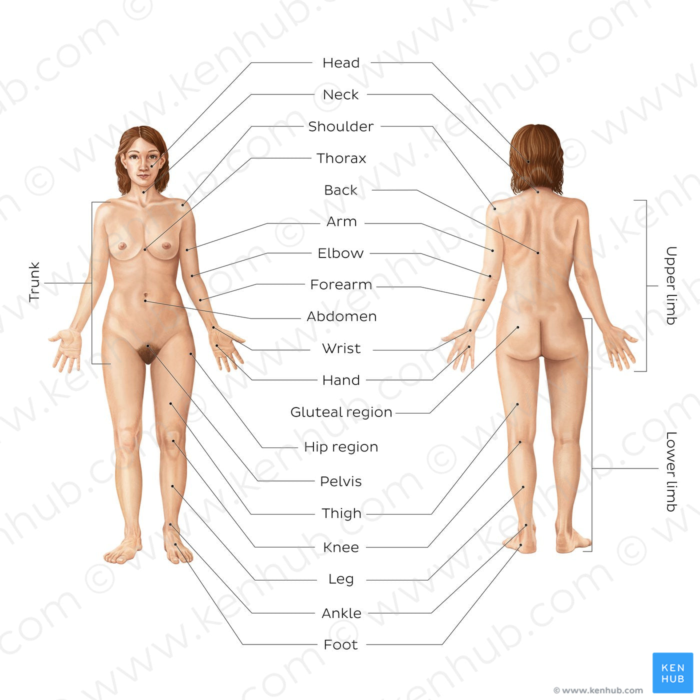 Regions of the body (English)