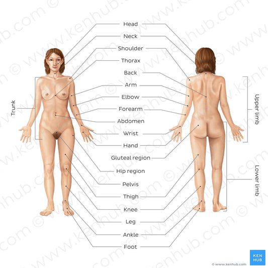 Regions of the body (English)