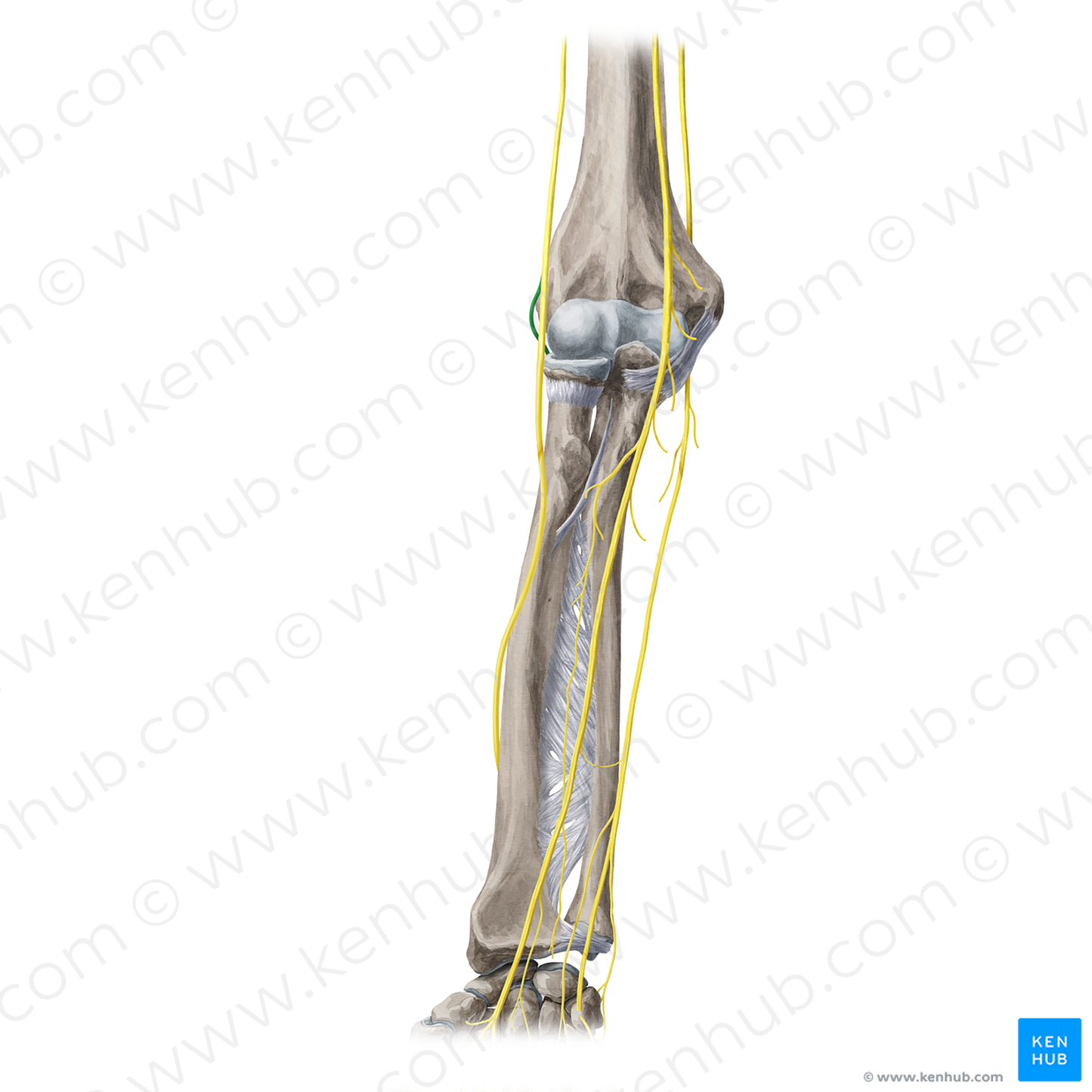 Deep branch of radial nerve (#20360)