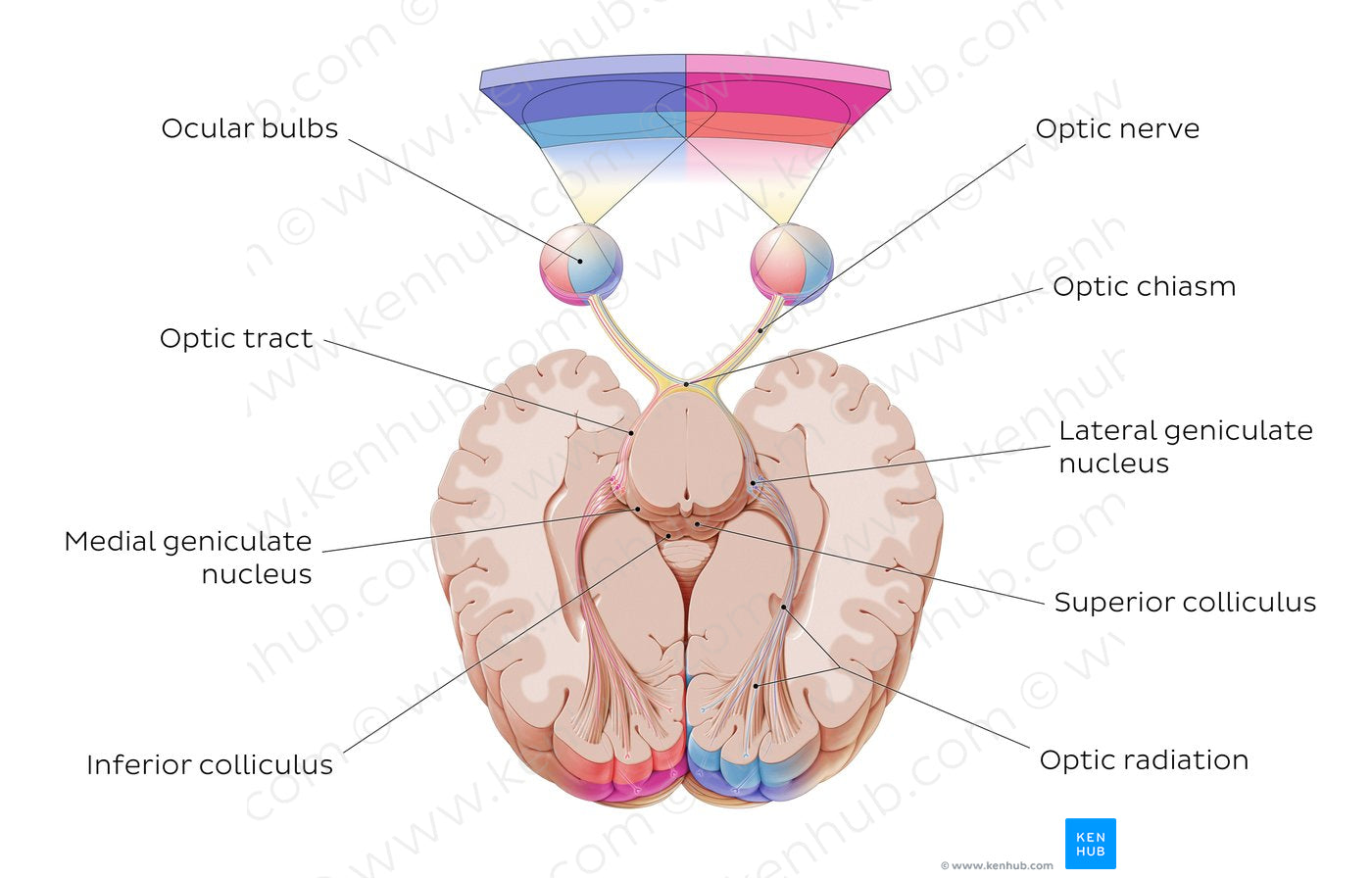 Optic nerve (English)