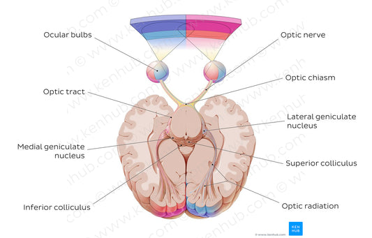 Optic nerve (English)