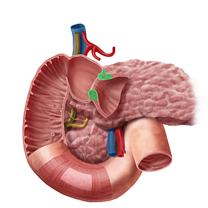 Pyloric sphincter (#11796)