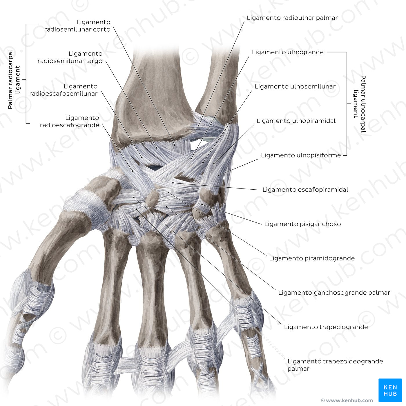 Ligaments of the wrist and hand: Palmar view (Spanish)