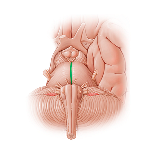 Basilar sulcus (#21199)