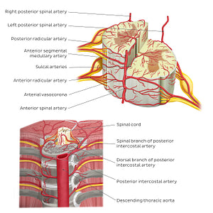 Arteries of the spinal cord (English)