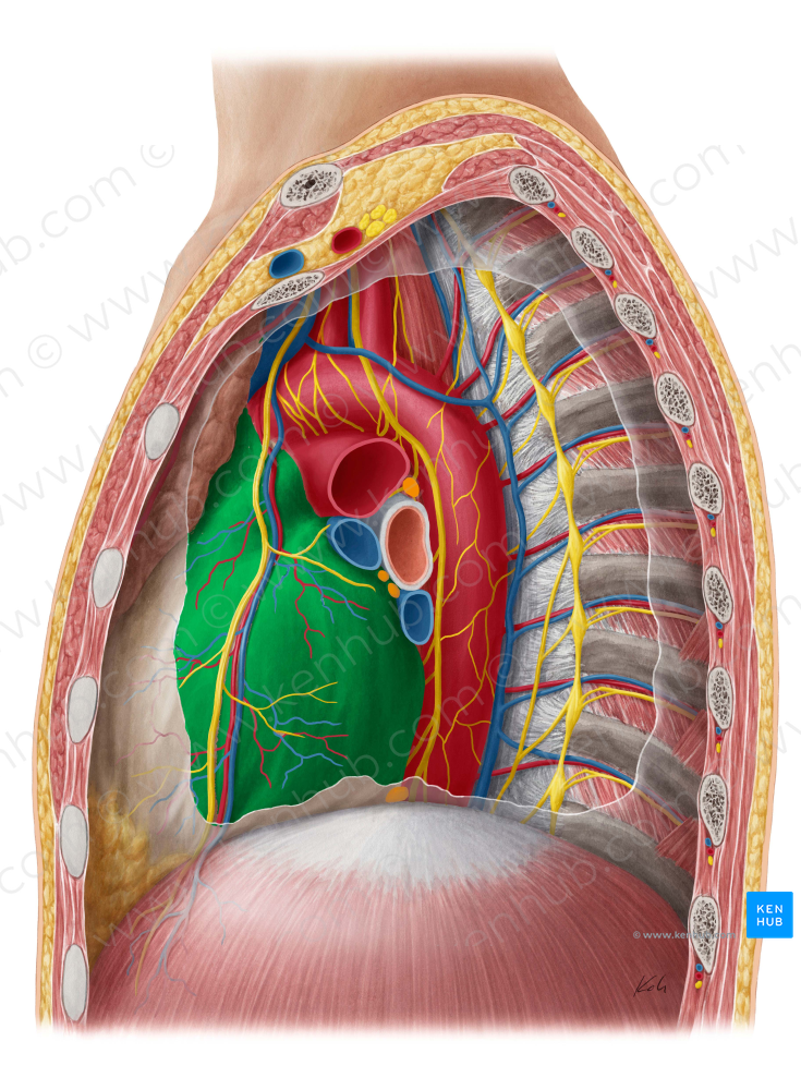 Pericardium (#7854)