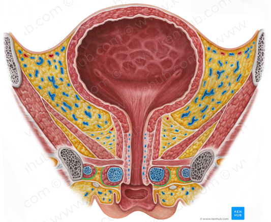 Deep perineal fascia (#3579)