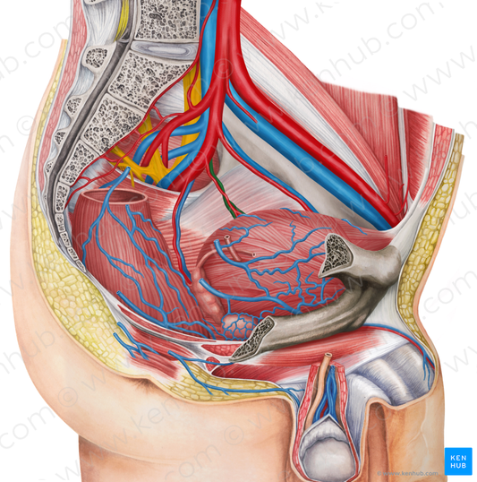 Left inferior vesical vein (#10678)