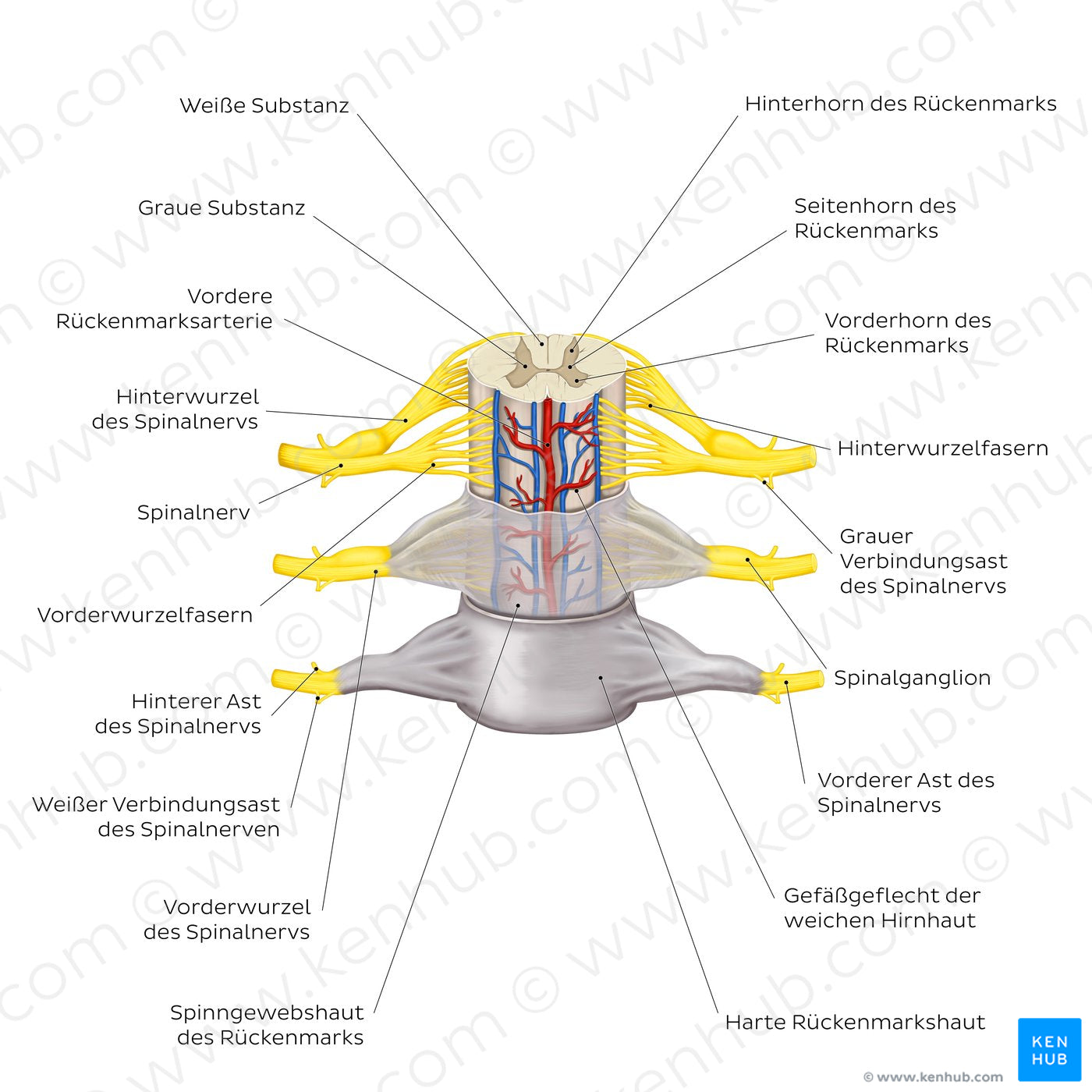 Spinal membranes and nerve roots (German)