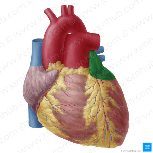 Left atrium of heart (#19740)