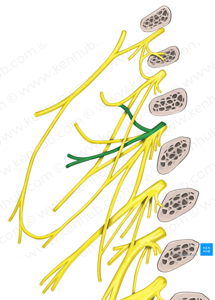 Transverse cervical nerve (#6371) – Kenhub Image License Store