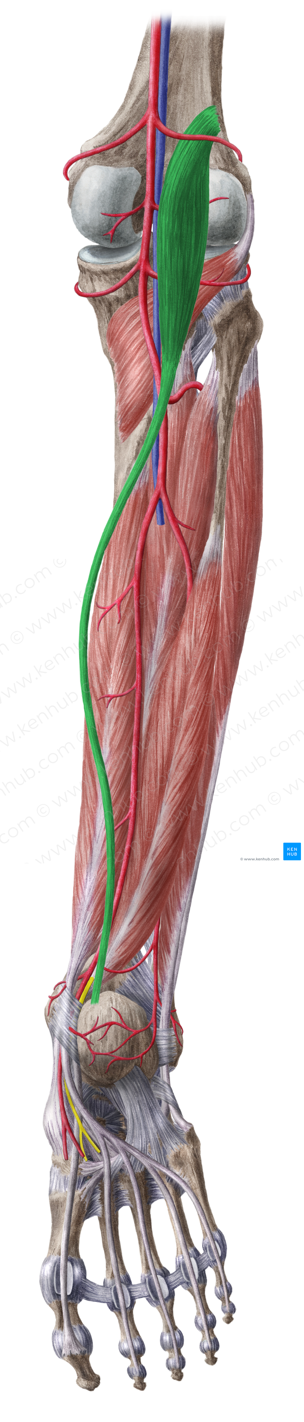 Plantaris muscle (#5764)