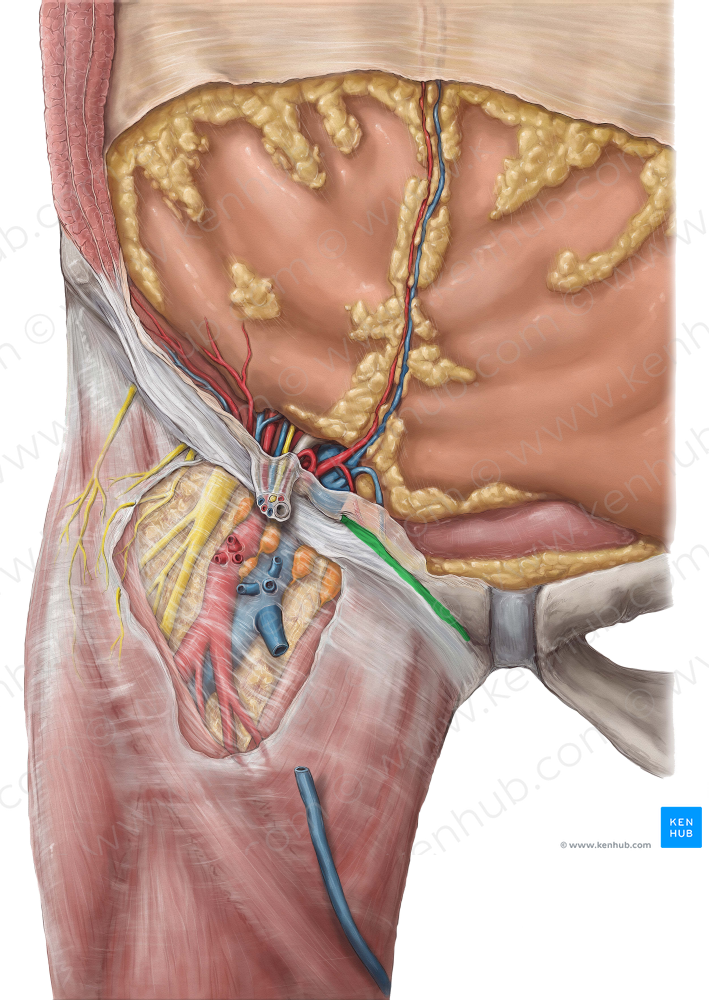 Pectineal ligament (#4593)