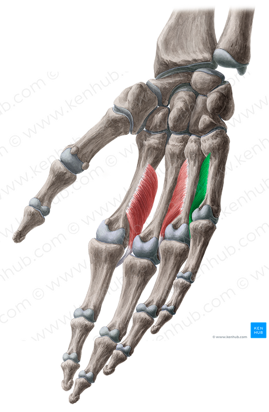 3rd palmar interosseous muscle (#5502)