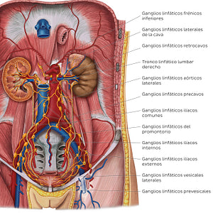 Lymphatics of the urinary organs (Spanish)