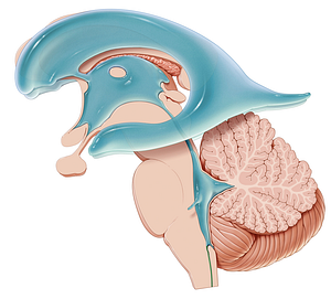 Central canal of spinal cord (#2315)