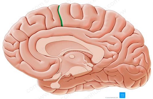 Paracentral sulcus (#9297)