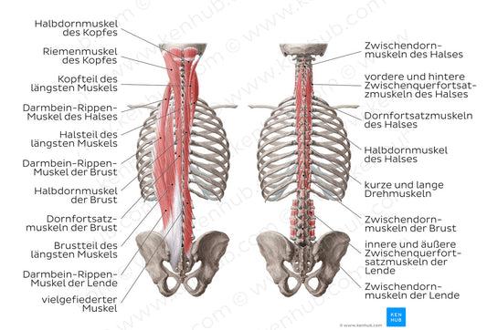 Deep muscles of the back (German)