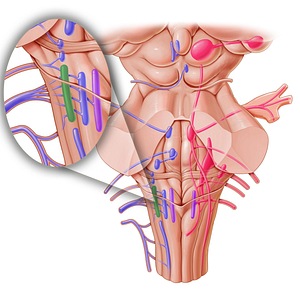 Nucleus ambiguus (#7162)