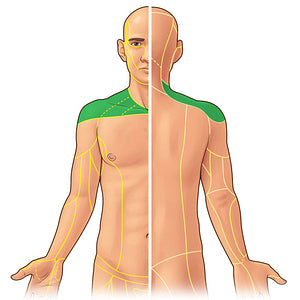 Supraclavicular nerves (#21904)