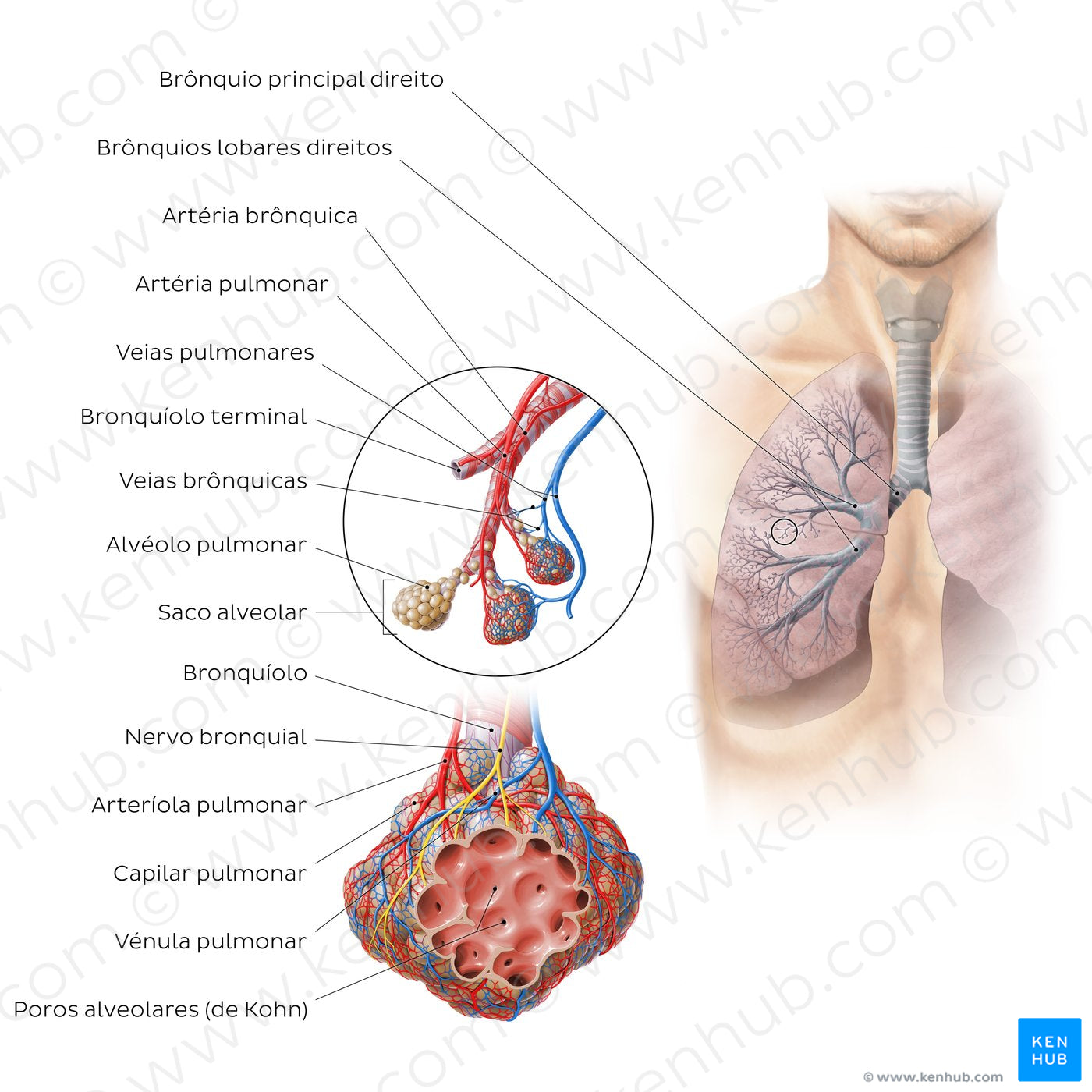 Bronchioles and alveoli (Portuguese)