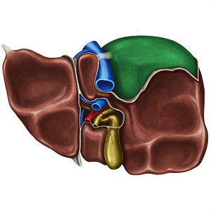 Bare area of liver (#865)