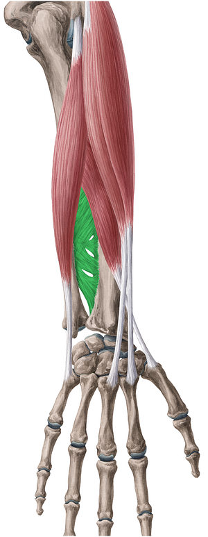 Interosseous membrane of forearm (#5036)