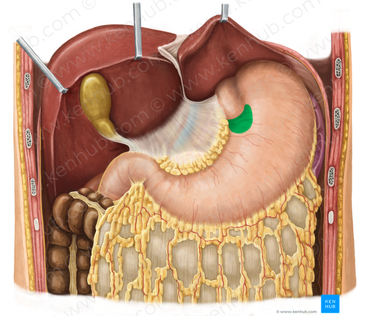 Cardia of stomach (#7671)