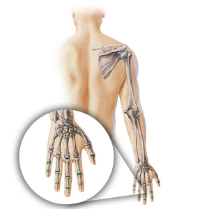 Interphalangeal joints of hand (#19902)