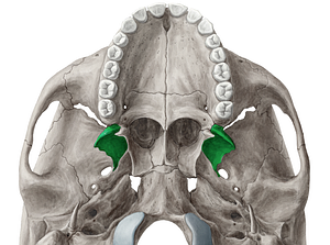Lateral plate of pterygoid process of sphenoid bone (#4392)