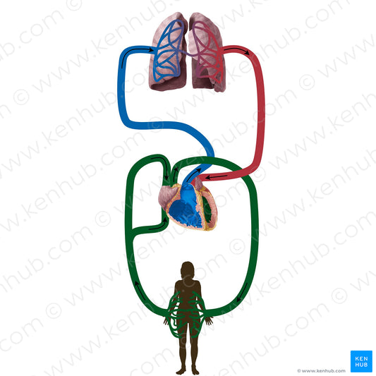 Systemic circulation (#19837)