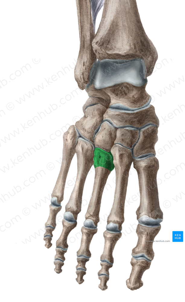 Base of 3rd metatarsal bone (#2171)