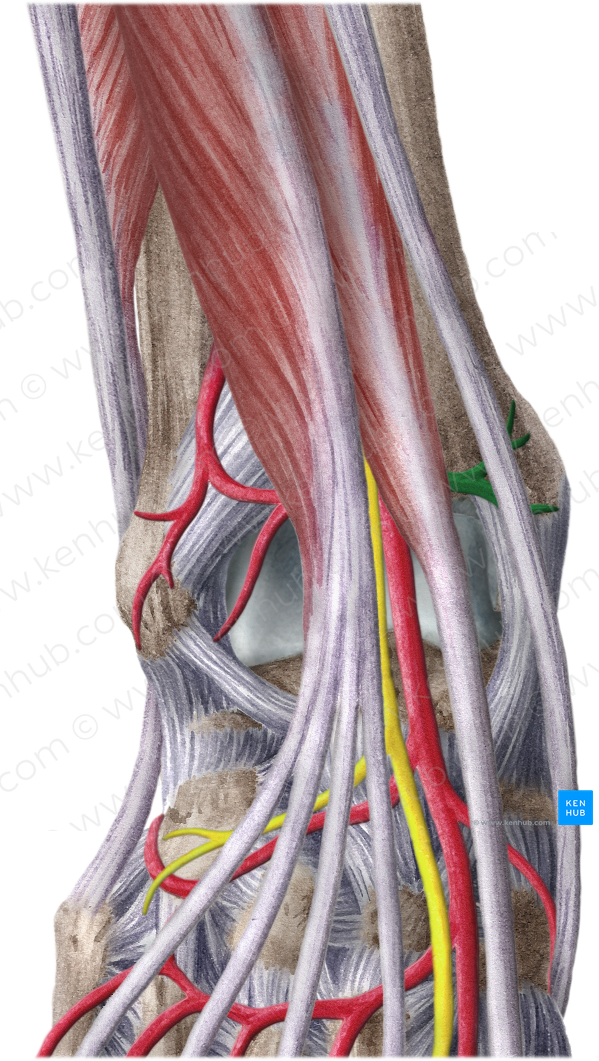 Anterior medial malleolar artery (#1485)