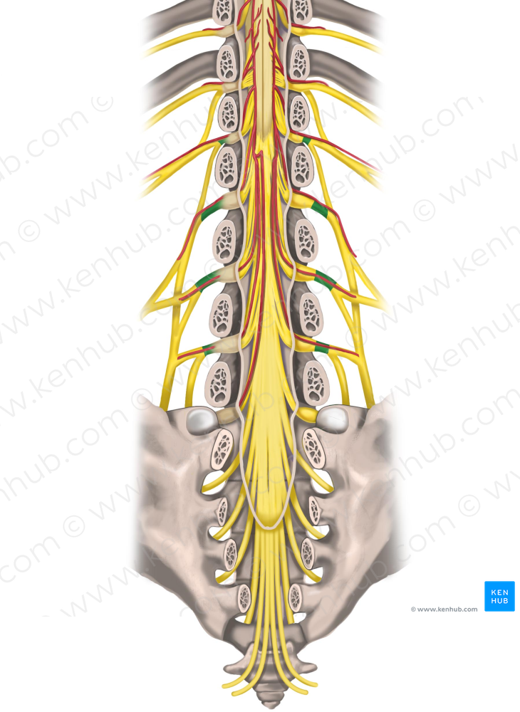 Spinal nerves L1-L4 (#6258)