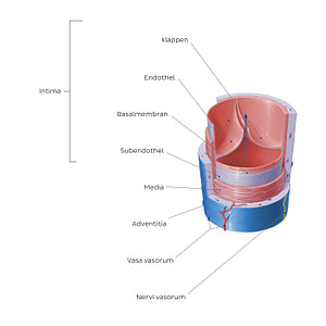 Structure of blood vessels: Vein (German)