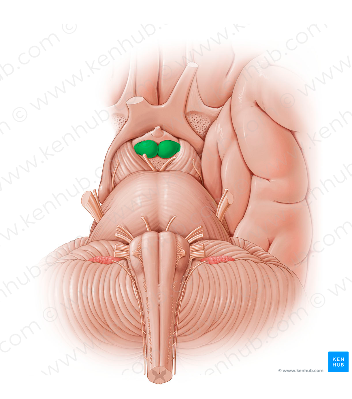 Mammillary body (#12793)