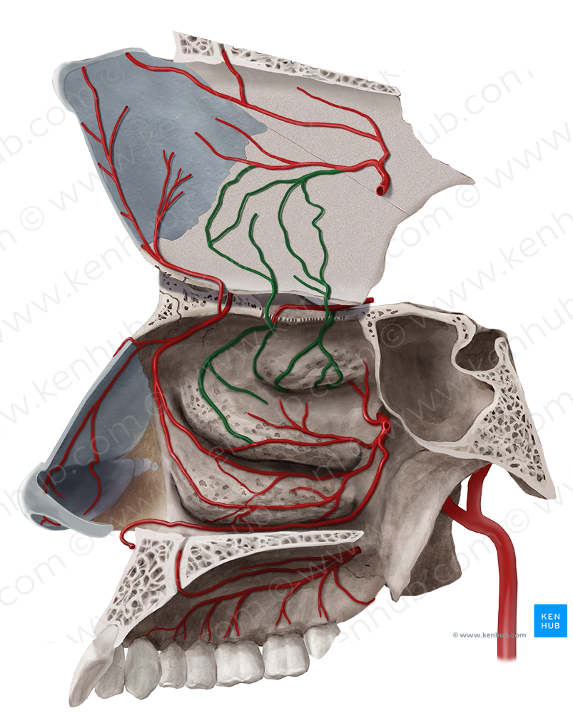 Septal & lateral nasal branches of posterior ethmoidal artery (#8559)