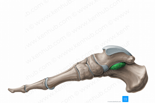 Sustentaculum tali of calcaneus (#11248)