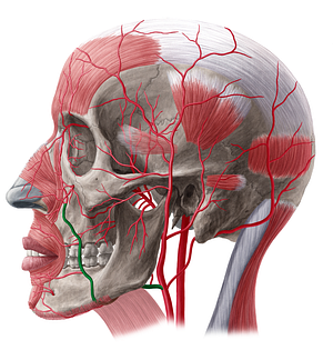 Facial artery (#1238)