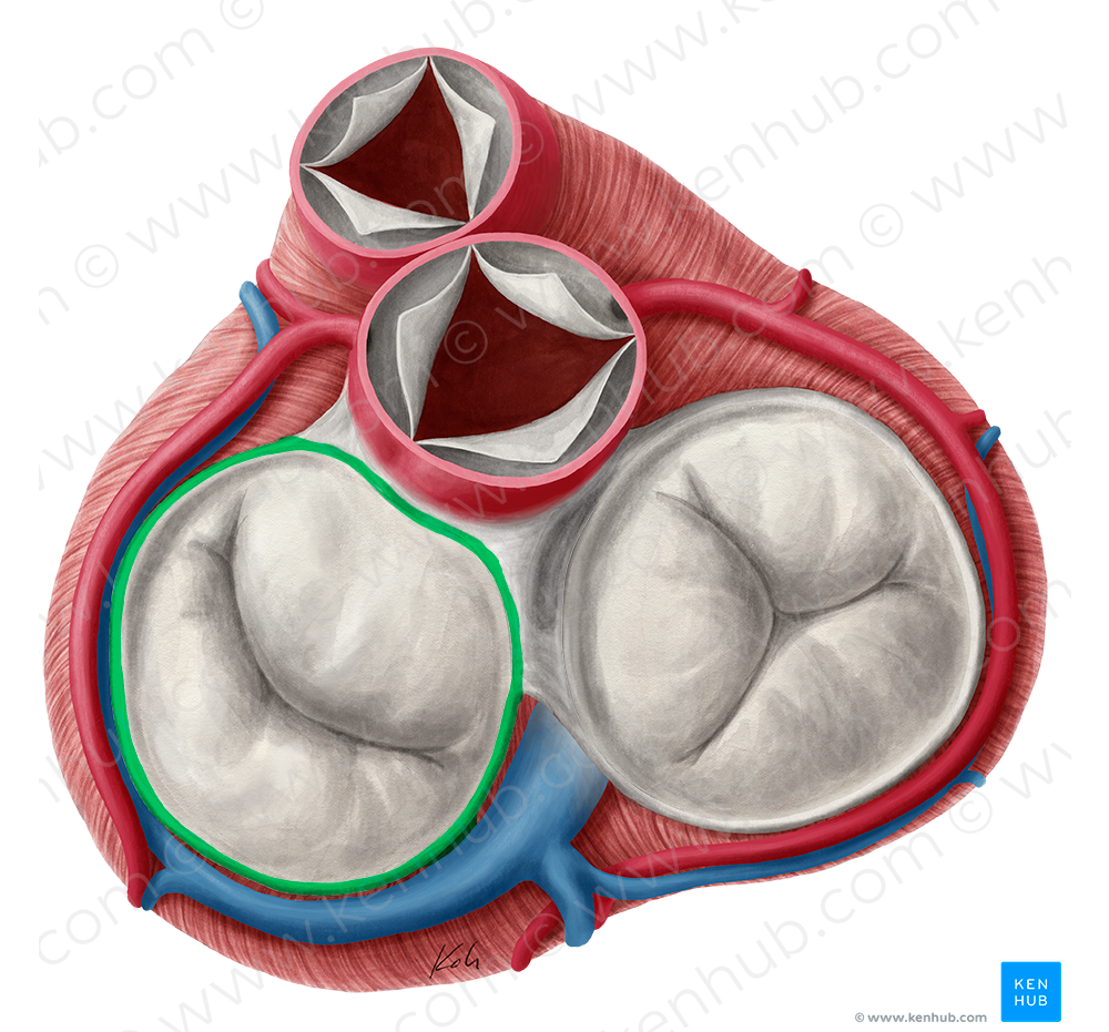 Fibrous ring of left atrioventricular valve (#674)