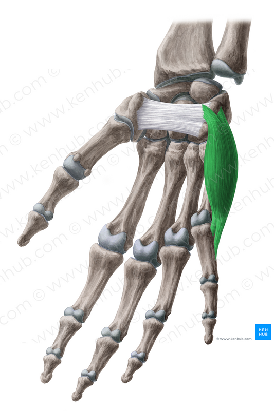 Abductor digiti minimi muscle of hand (#5167)