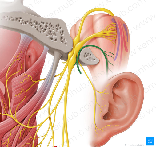 Accessory nerve (#6295)