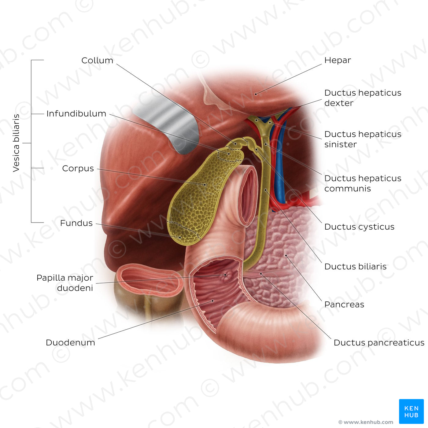 Gallbladder (Latin)