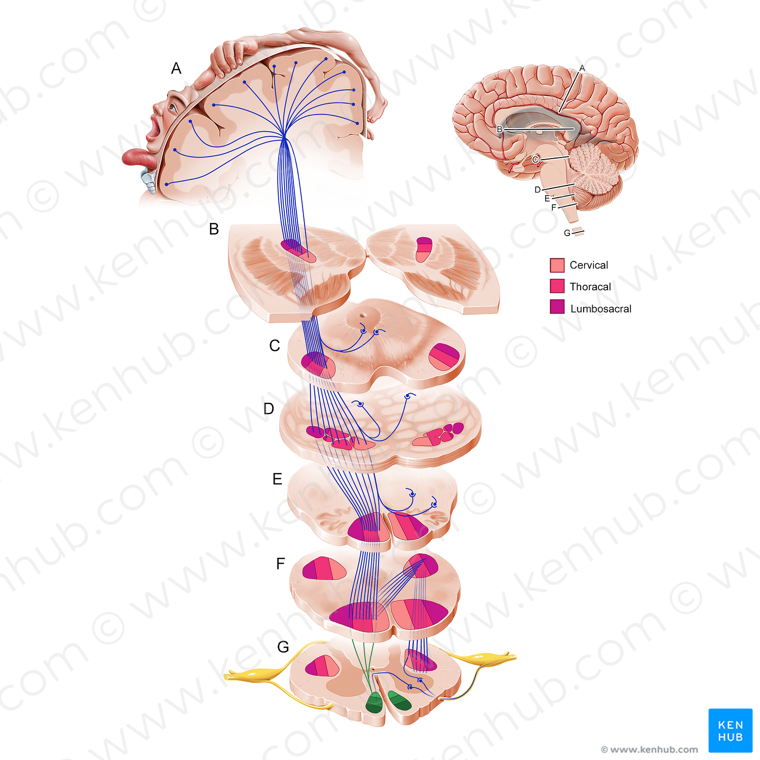 Anterior corticospinal tract (#21167)